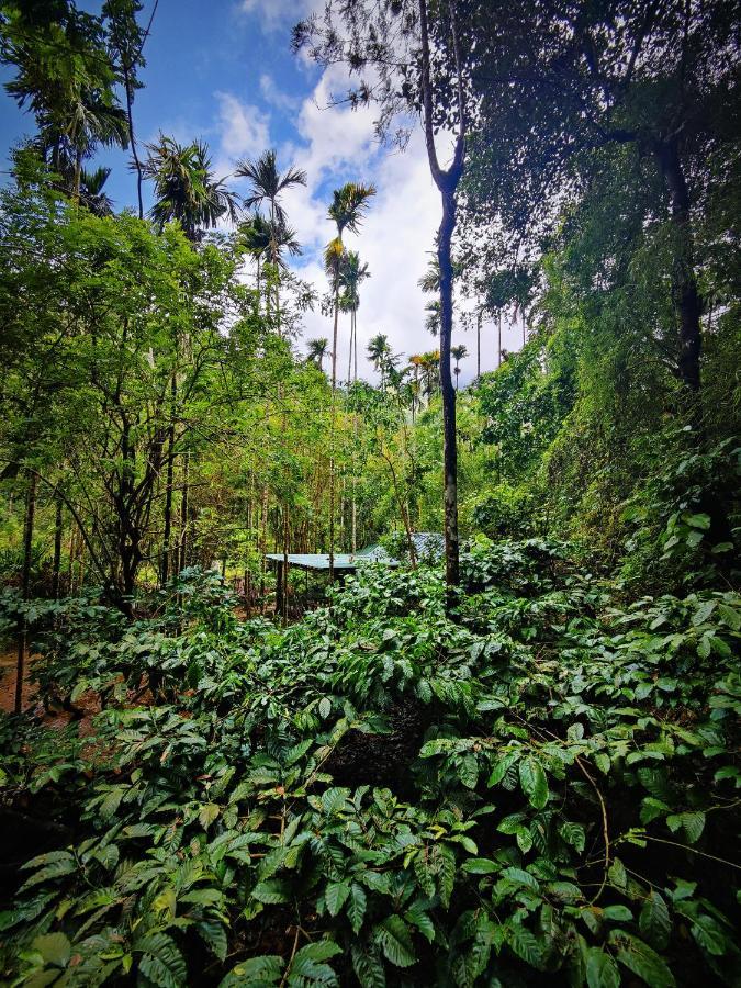 Wooden Cottages Glen Wayanad Meppadi Exterior photo